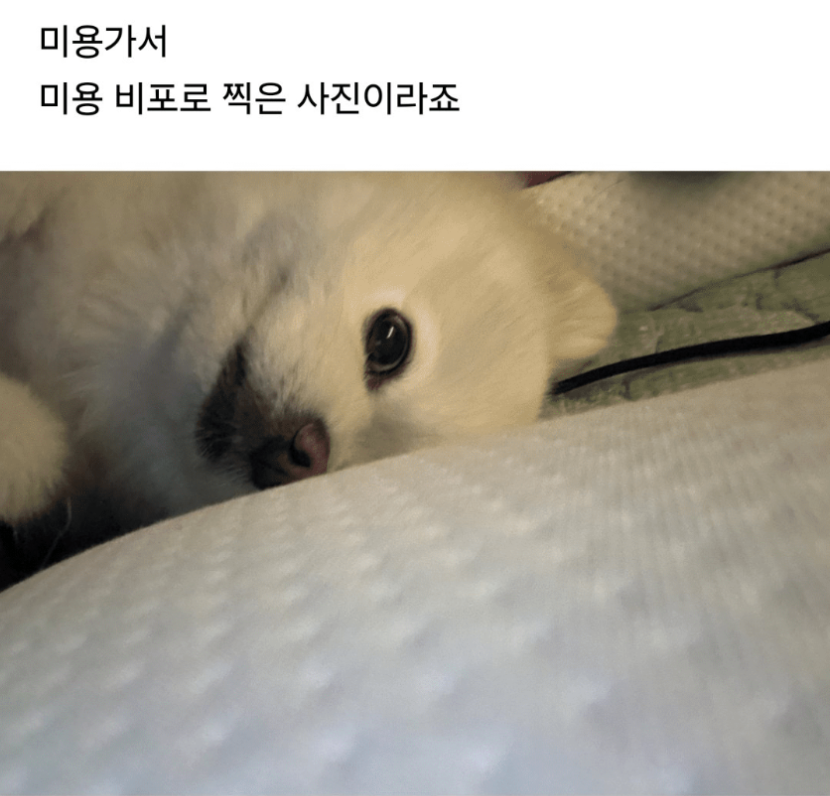 1742499590_0_img.jpeg
