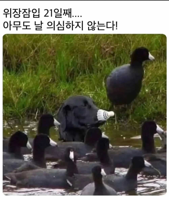 1755231068_0_img.jpeg