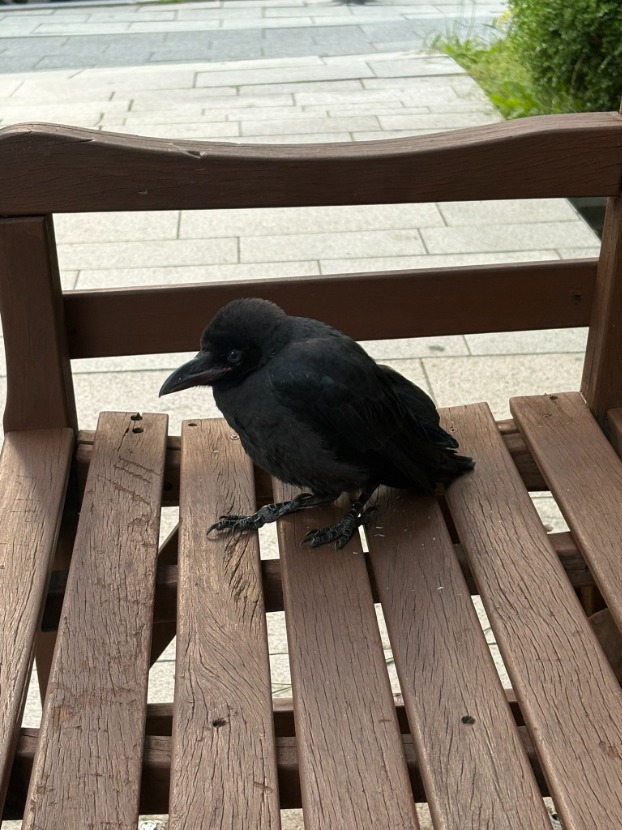 1758162666_0_img.jpeg