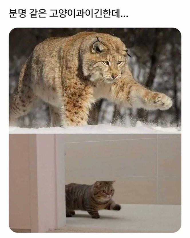 1758173626_0_img.jpeg