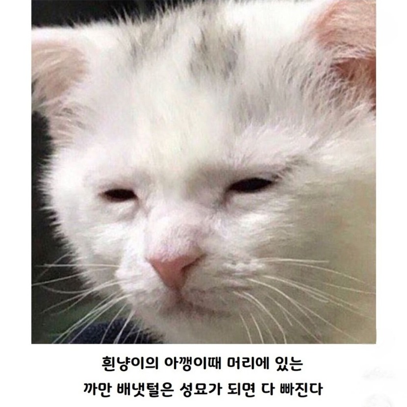 1758595927_0_img.jpeg