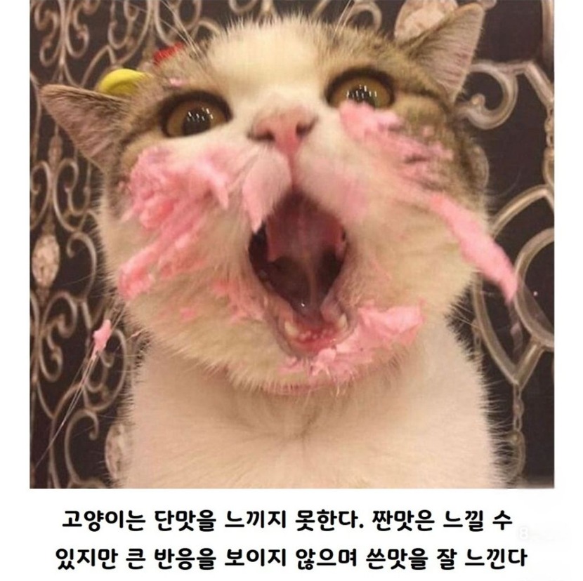1758595930_0_img.jpeg