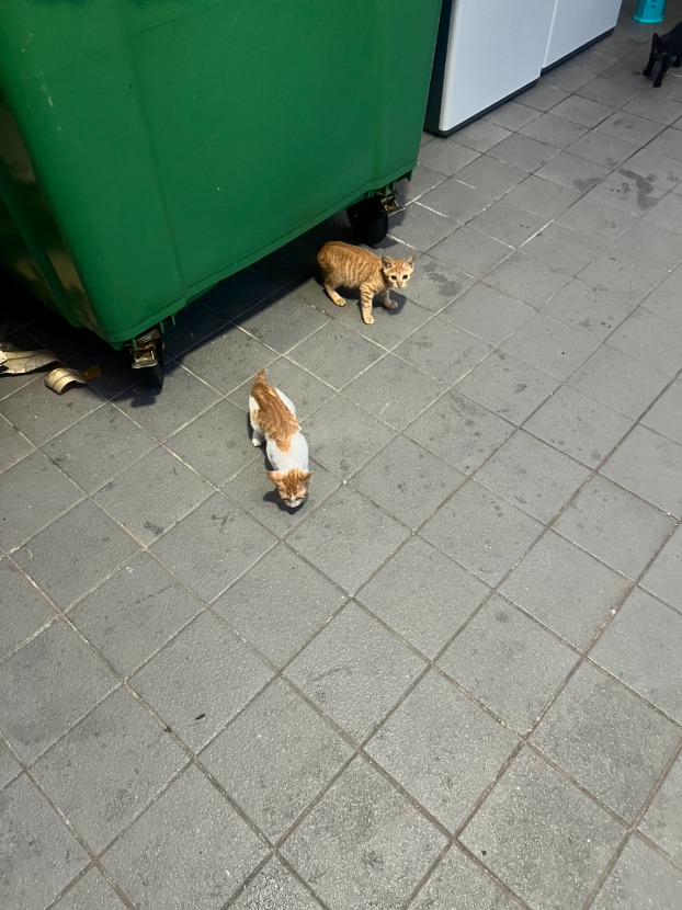 1758855757_0_img.jpeg